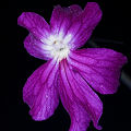 Pinguicula laueana x emarginata 