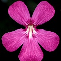 Pinguicula moranensis x ehlersiae 