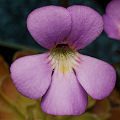 Pinguicula jaumavensis