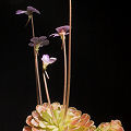 Pinguicula jaumavensis