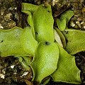 Pinguicula longifolia