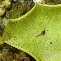 Pinguicula longifolia