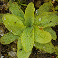 Pinguicula longifolia