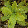 A rosette in growth.