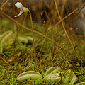 Pinguicula lusitanica