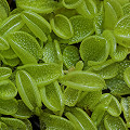 Pinguicula lusitanica