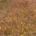 Many flowers.