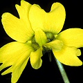 A plant with an enormous flower.