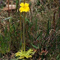 Pinguicula lutea