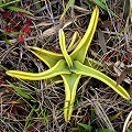 Pinguicula lutea