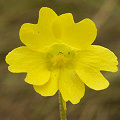 Pinguicula lutea