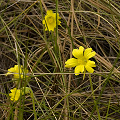 Flowers in wiregrass.