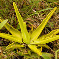 Yellow leaves.