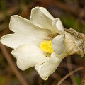 Pale flower.