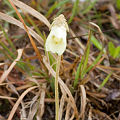 Cream white flower.