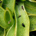 Pinguicula macroceras