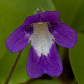 Pinguicula macroceras