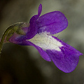 Pinguicula macroceras from California