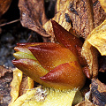 Pinguicula macroceras