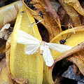 Eating a white moth.