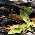 Pinguicula macroceras eating many flies.