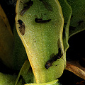 Pinguicula macroceras