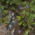 Plants and flowers.