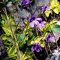 Plants and flowers.