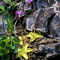 Plants and flowers.