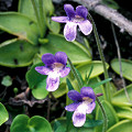 Pinguicula macroceras from California