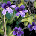 Plants and flowers.