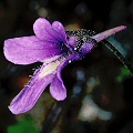 Pinguicula macroceras