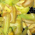 Pinguicula macroceras