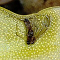 Pinguicula macroceras eats a mosquito.