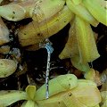 Pinguicula macroceras eats a dragonfly.