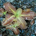 Pinguicula macroceras from California