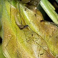 Pinguicula macroceras