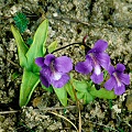 Pinguicula fiorii 