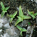 They thrive in the moist cracks of rock walls.