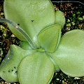 Pinguicula moranensis