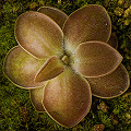 A small rosette in growth.