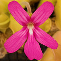 Pinguicula moranensis