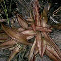 Long, narrow, reddish leaves are typical.