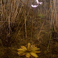 Submerged plant.