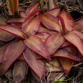 Red leaves.