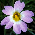 Pinguicula primuliflora