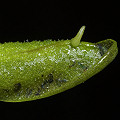 Pinguicula primuliflora