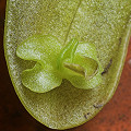 Pinguicula primuliflora