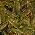 Pinguicula primuliflora