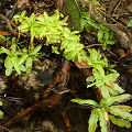 On the banks of a stream.